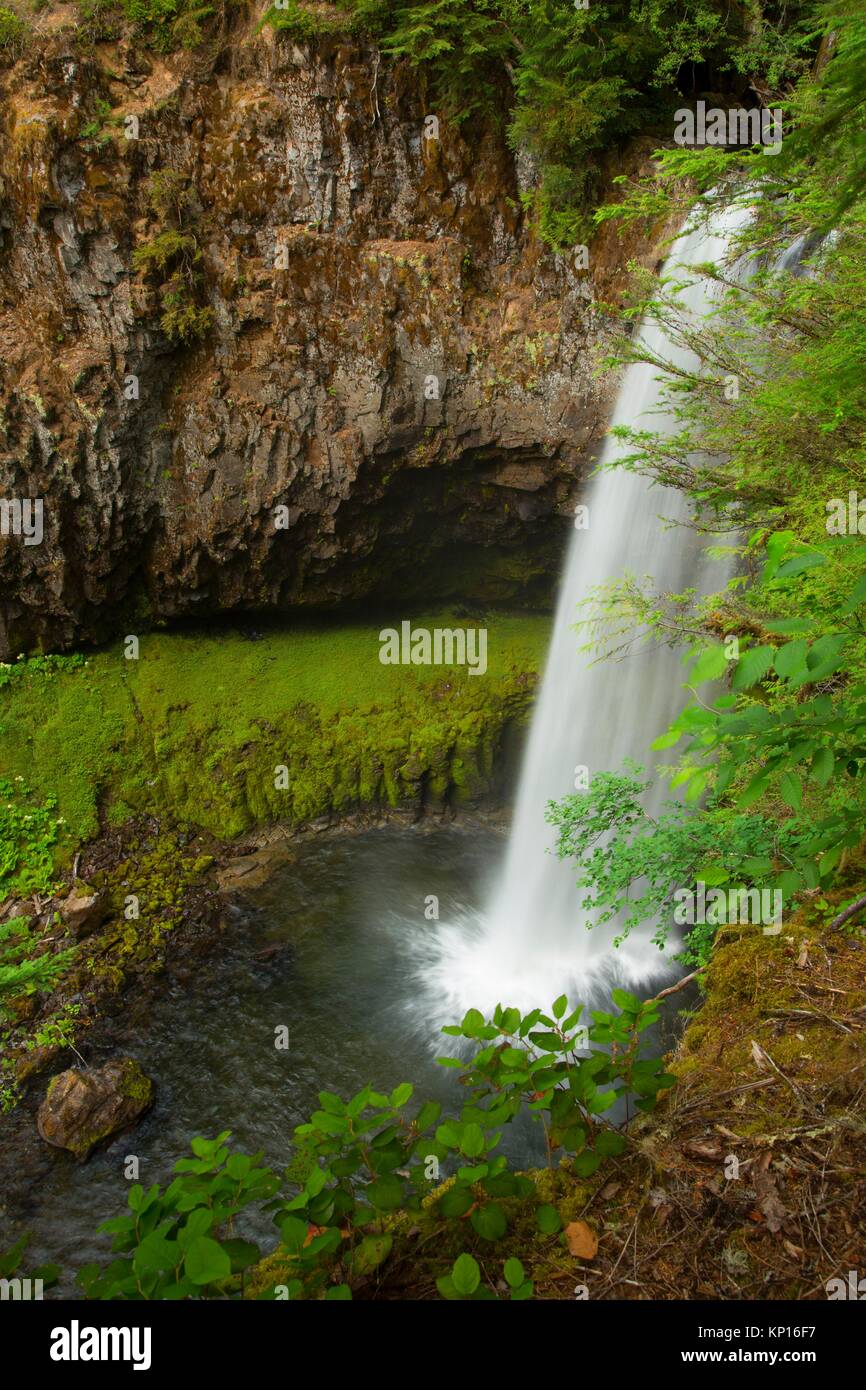 Big Creek Falls, Gifford Pinchot National Forest, Washington Stock