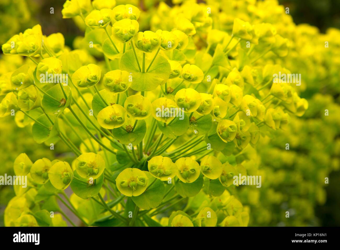 Spurge (Euphorbia characias), Oregon Garden, Silverton, Oregon. Stock Photo