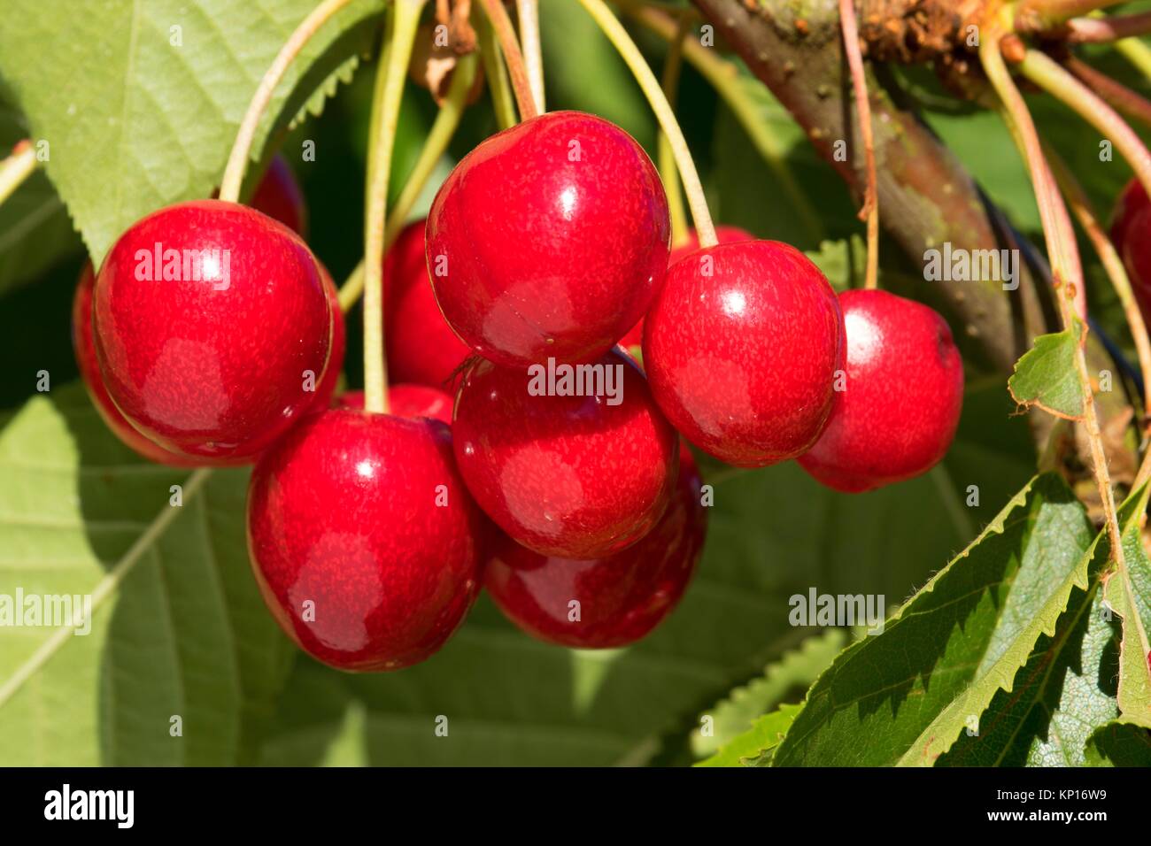 Cherry upick hires stock photography and images Alamy