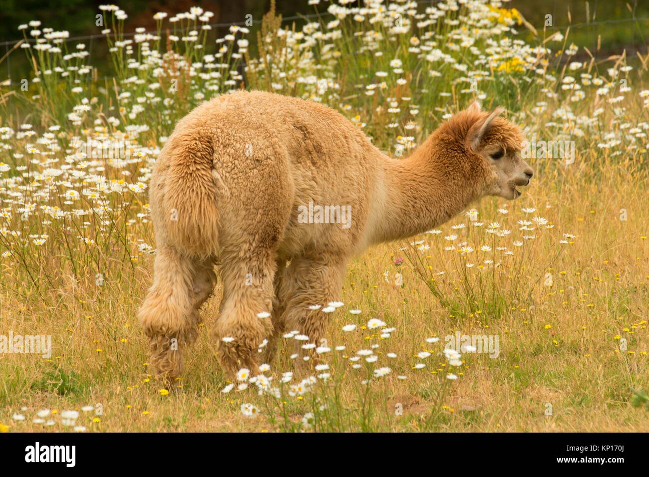 Alpaca, Mountainside Lavender, Washington County, Oregon. Stock Photo