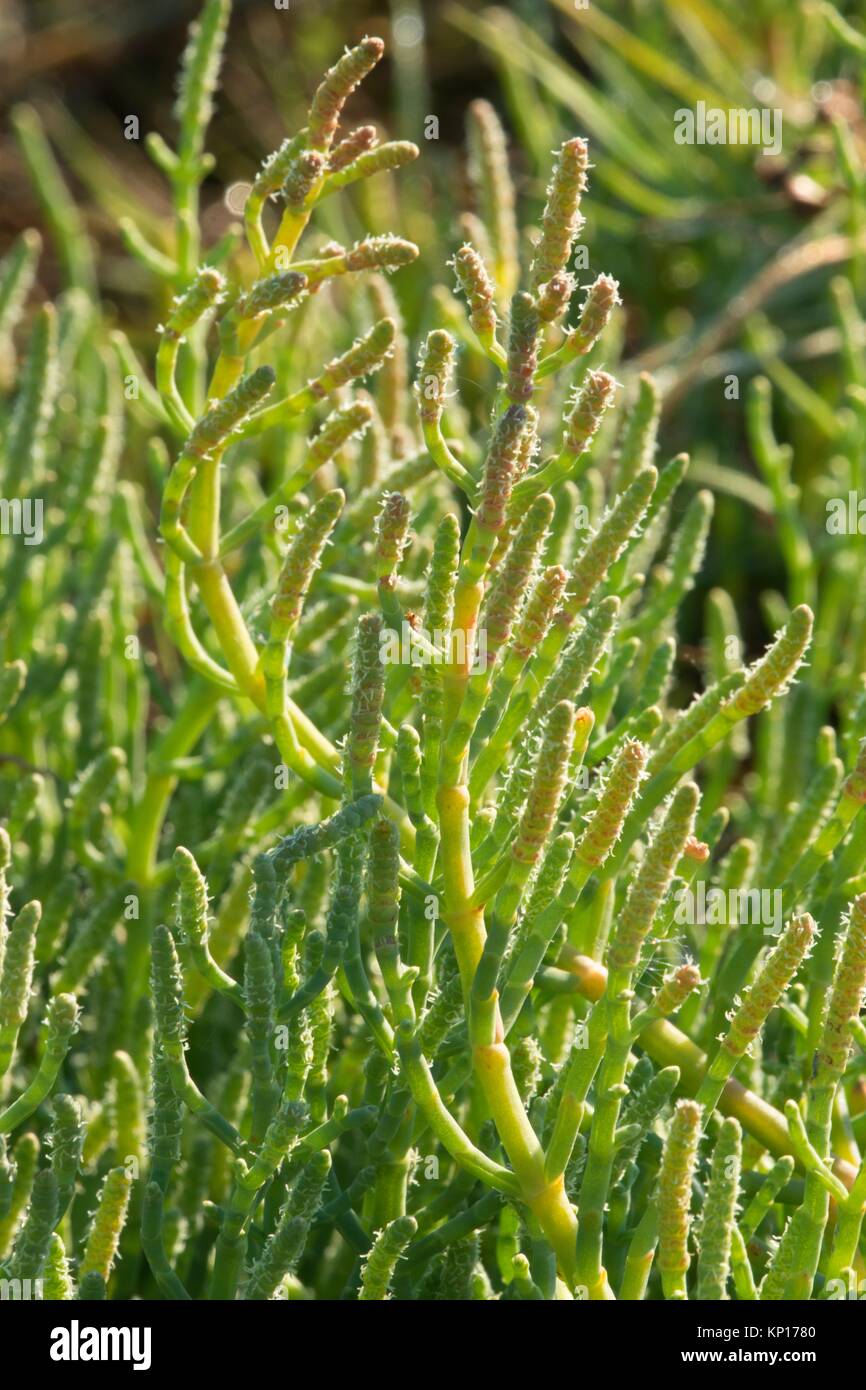 Pickleweed hires stock photography and images Alamy