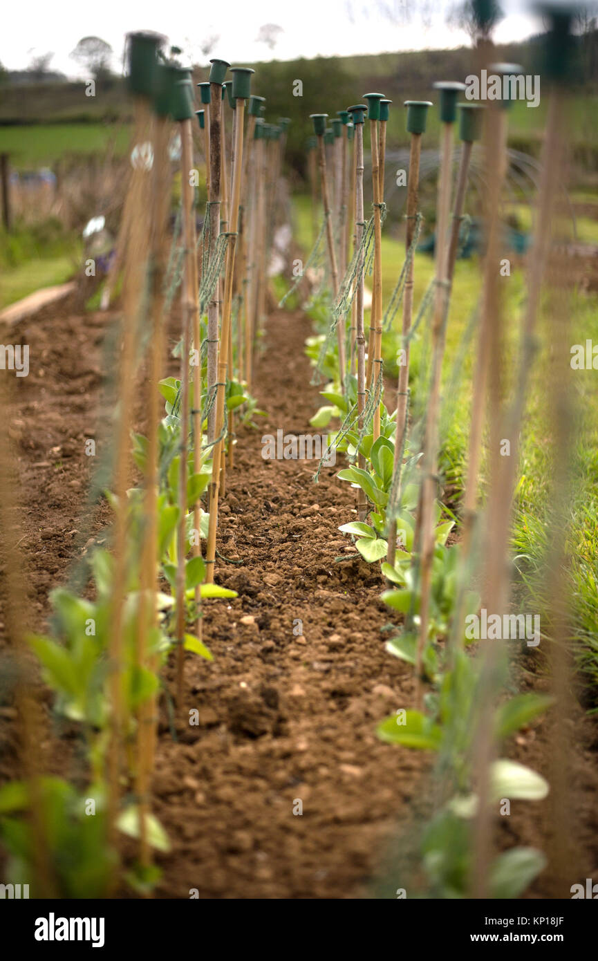 Beans growing in allotment, Wark, Northumberland Stock Photo