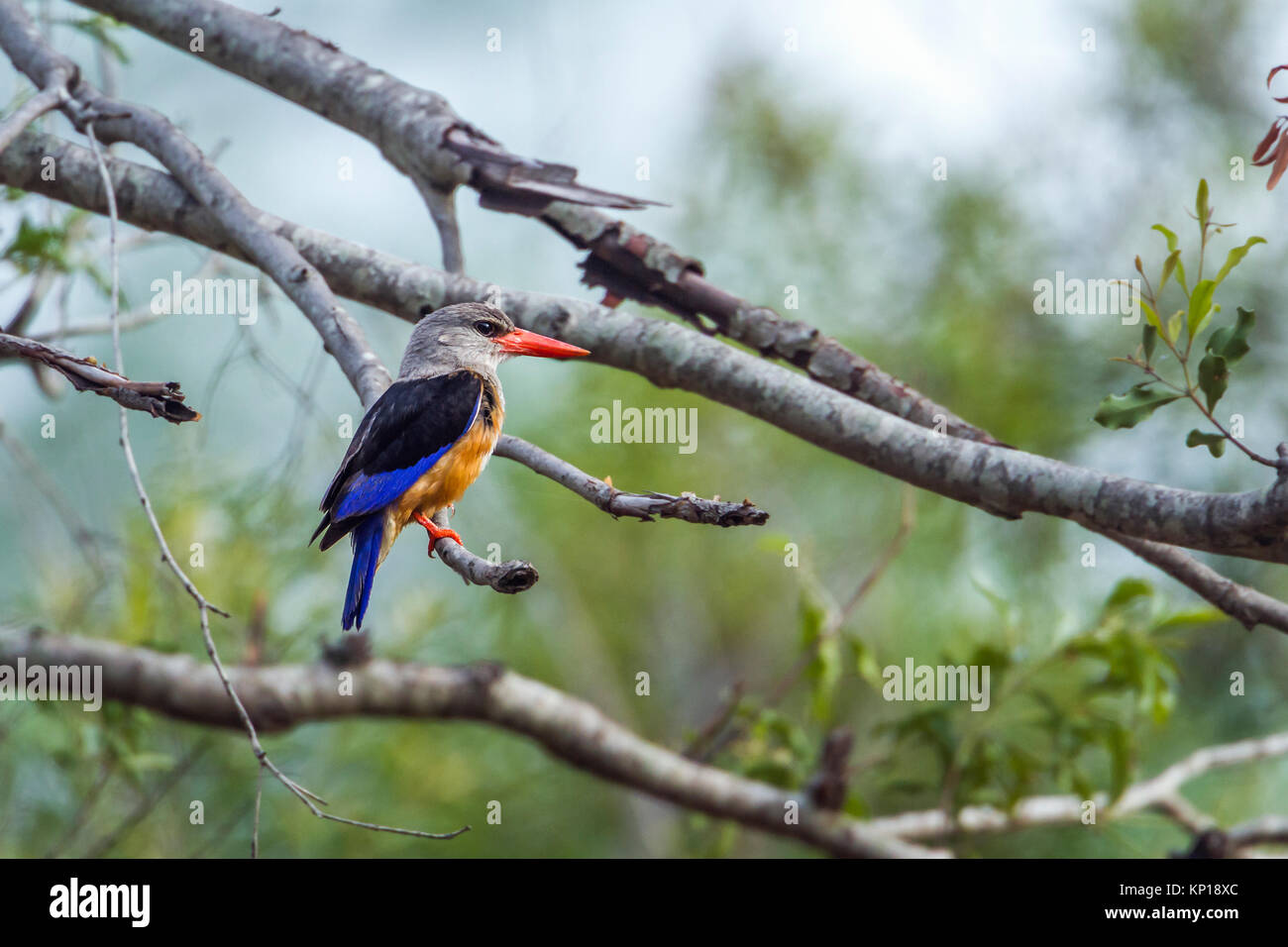 Grey-headed kingfisher in Kruger national park, South Africa ; Specie Halcyon leucocephala family of Alcedinidae Stock Photo