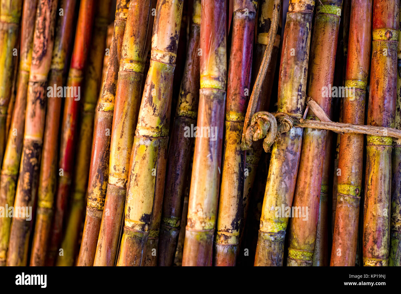 Sugar Cane Sticks Stock Photo Alamy