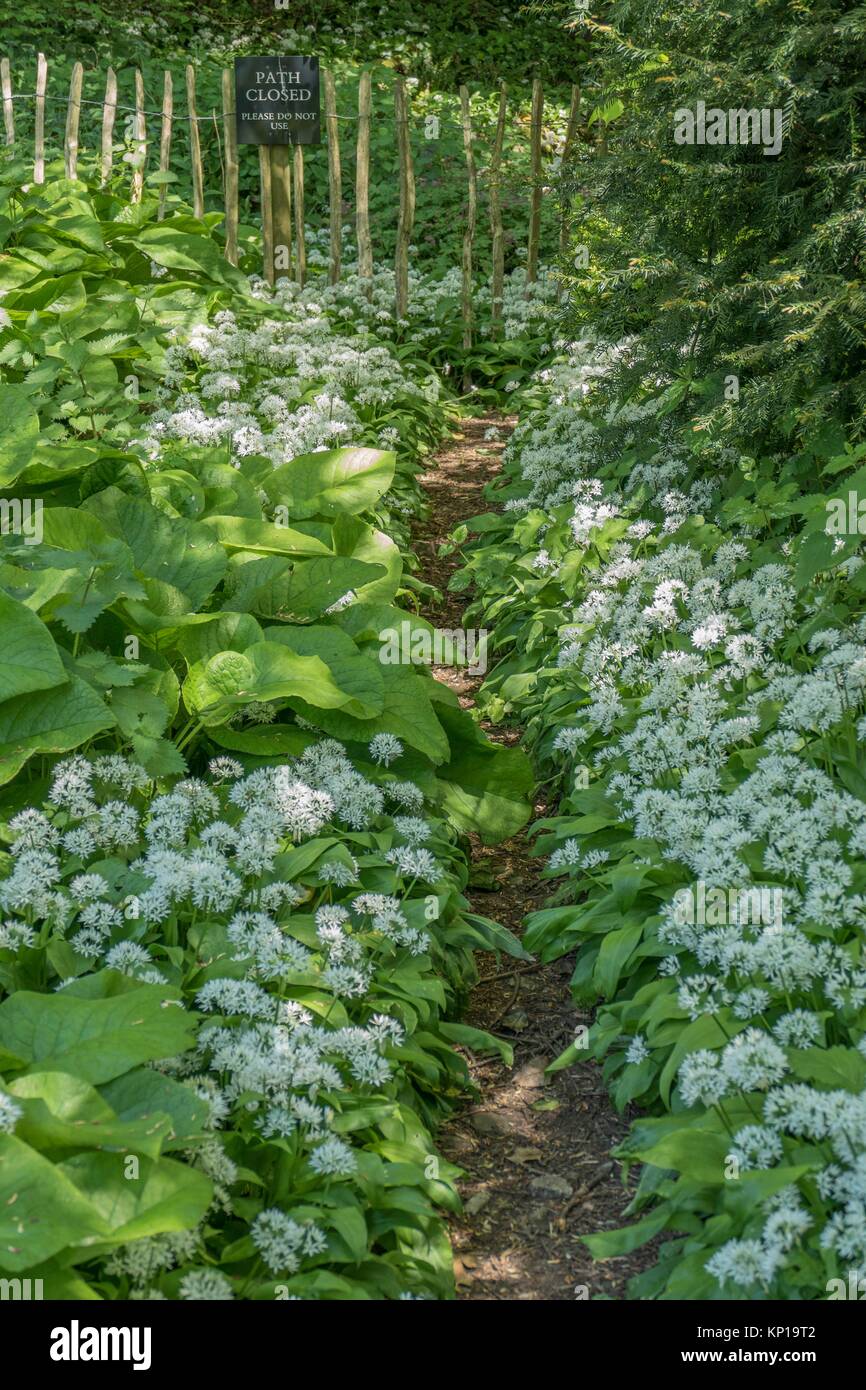 Winding woodland path with white alliums and path closed sign in the Gloucestershire countryside, England, UK. Stock Photo