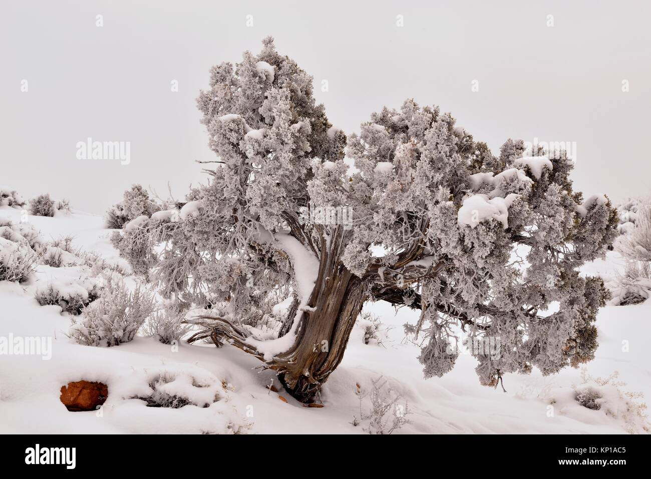 Frosted juniper tree in winter, Arches National Park, Utah, USA Stock