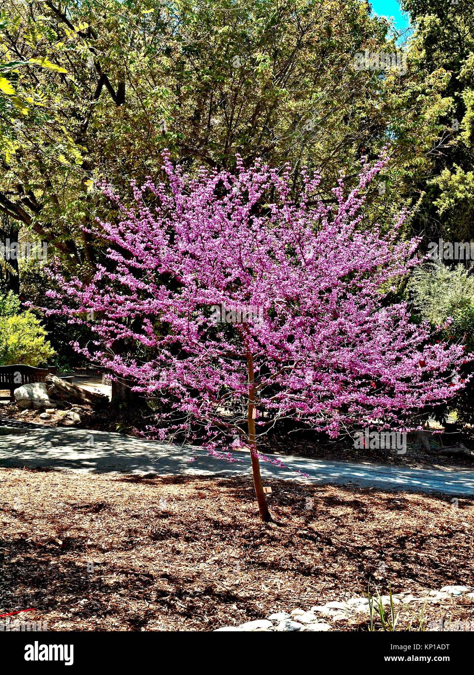 Flowering Ornamental Cherry Tree In Full Bloom. Descanso Gardens near