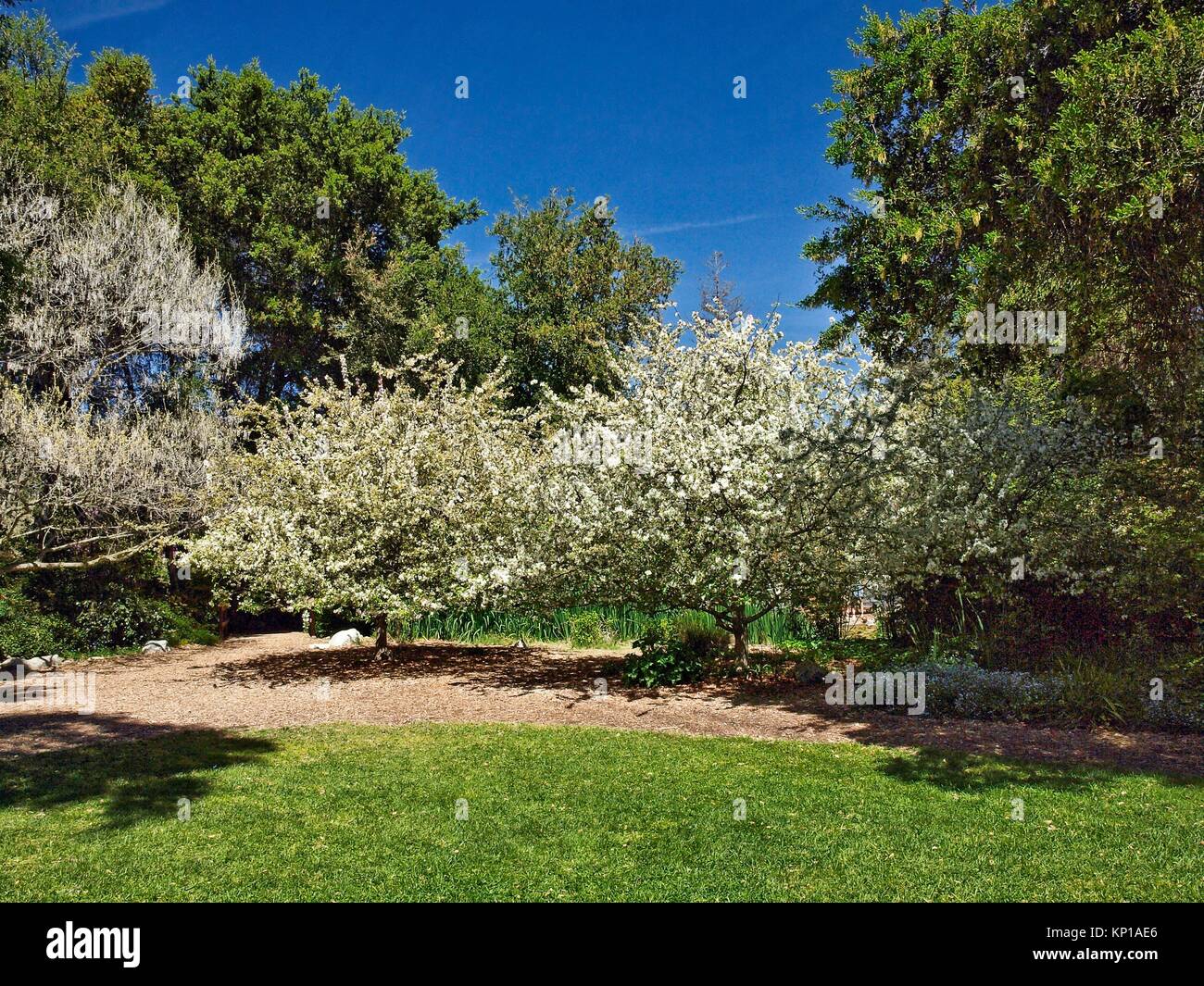 Flowering cherry trees (genus Prunus) (Prunus serrulata) or Japanese cherry in Descanso Garden, a public botanic garden near downtown Los Angeles. Stock Photo