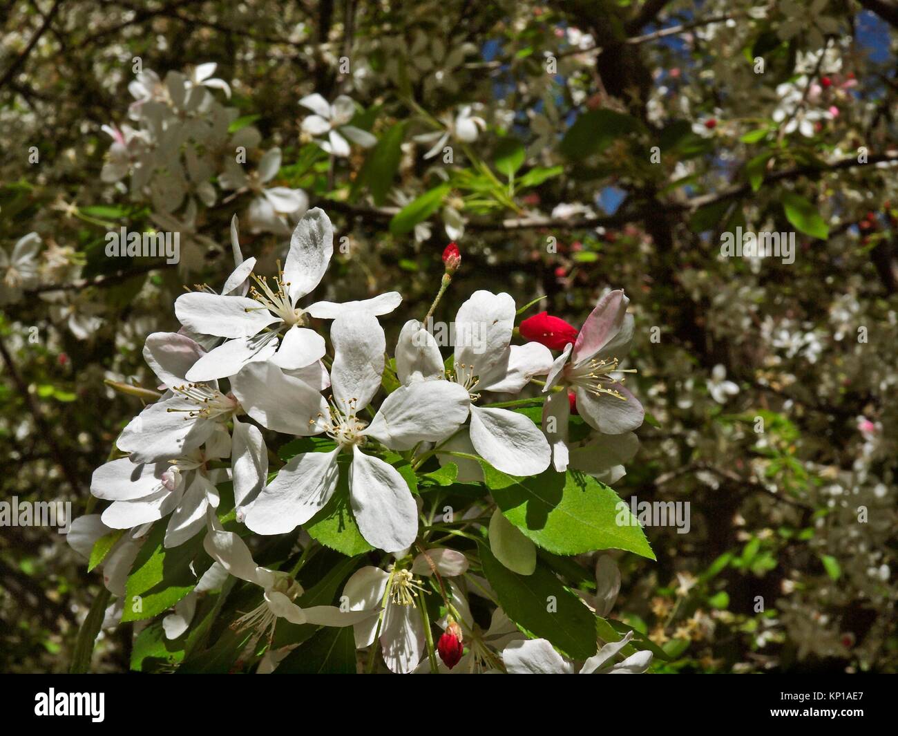 Flowering cherry trees (genus Prunus) (Prunus serrulata) or Japanese