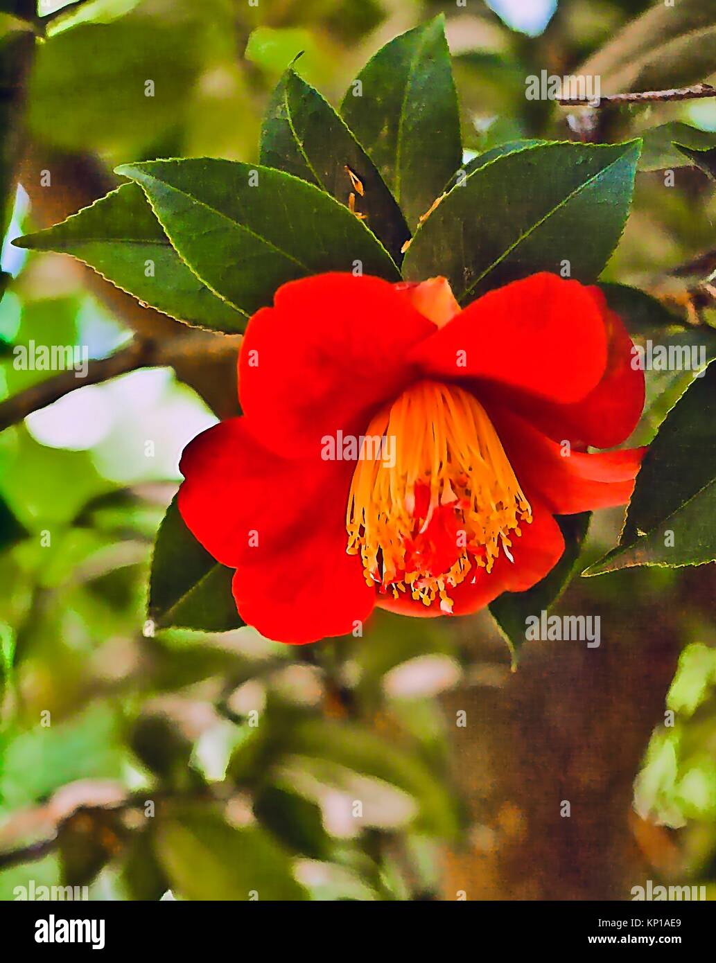 Camellia japonica garden hires stock photography and images Alamy