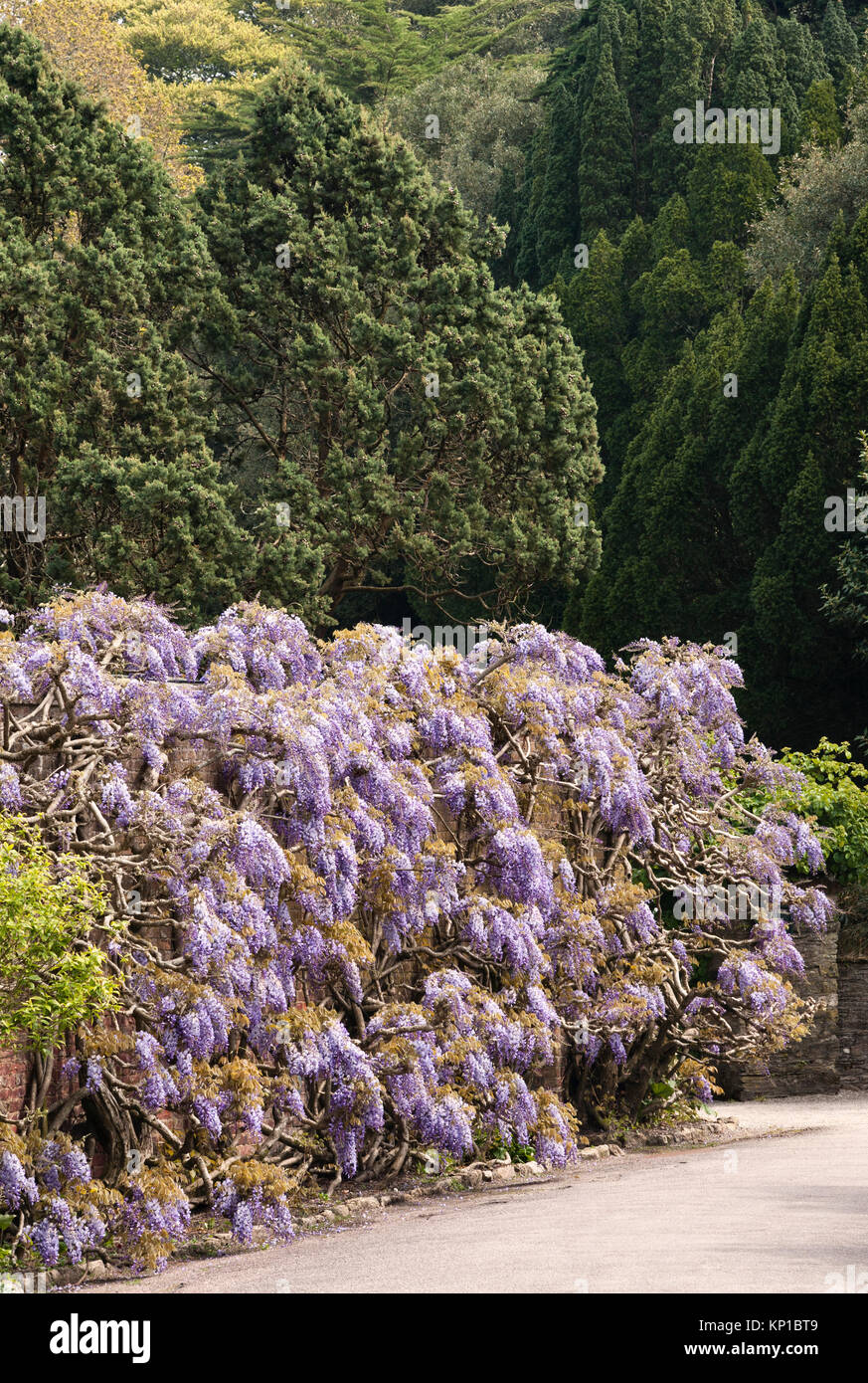 Trelissick garden, Feock, Truro, Cornwall, UK. An old wisteria in full flower near the entrance to the gardens Stock Photo