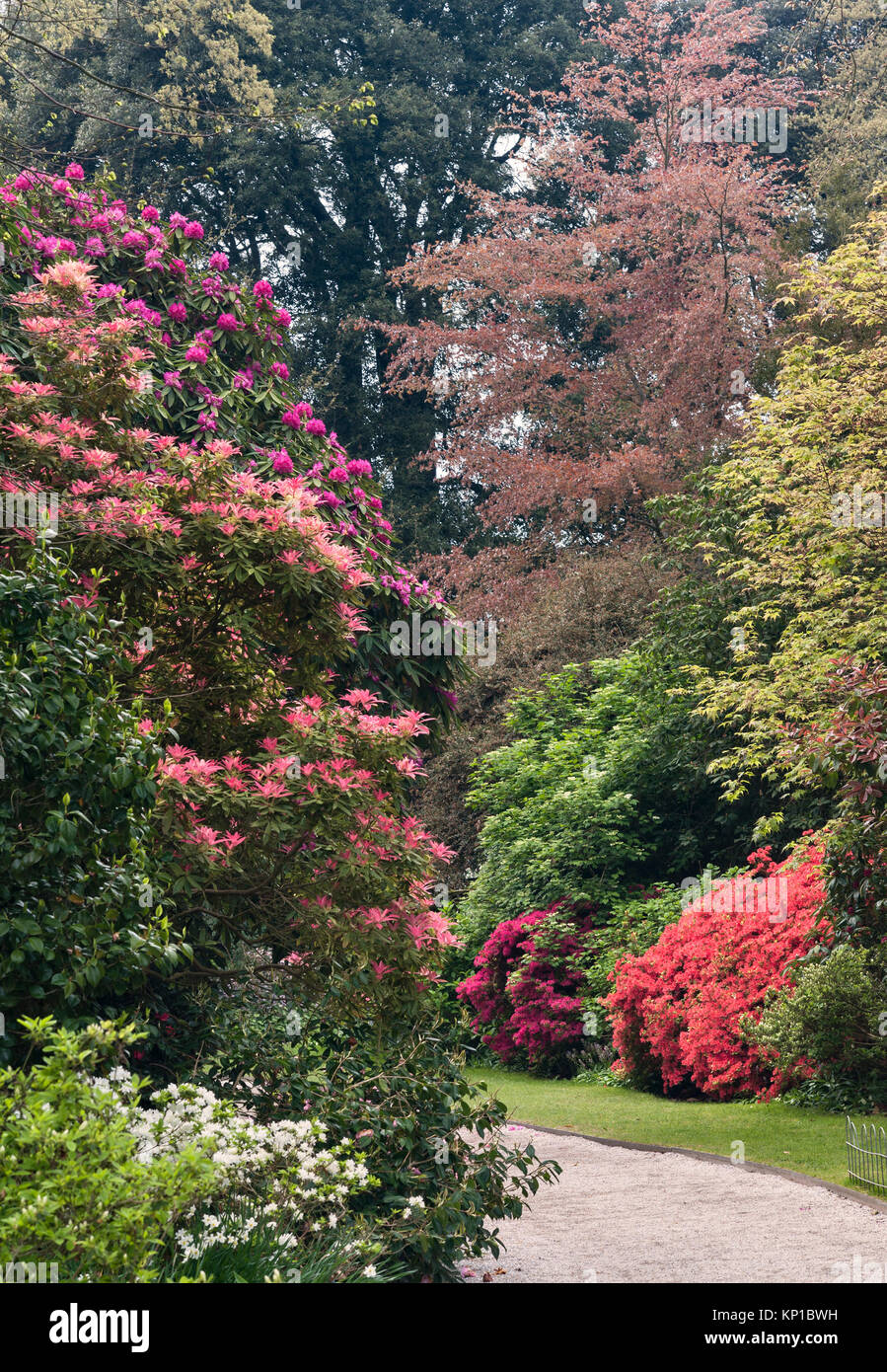 Trelissick garden, Feock, Truro, Cornwall, UK. Rhodendrons and azaleas flowering in April Stock Photo