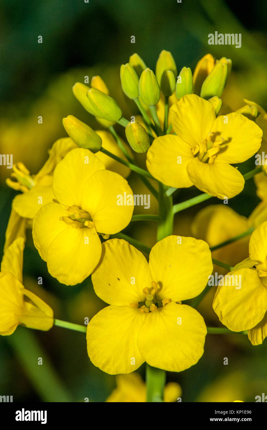 Rapeseed, Brassica napus Stock Photo