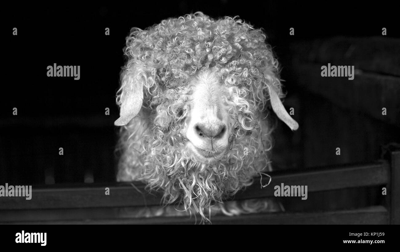 Black and white portrait of Angora Goat Stock Photo