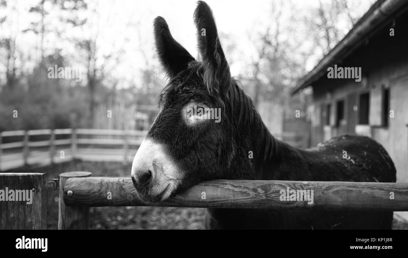 Black and white closeup portrait of a donkey Stock Photo