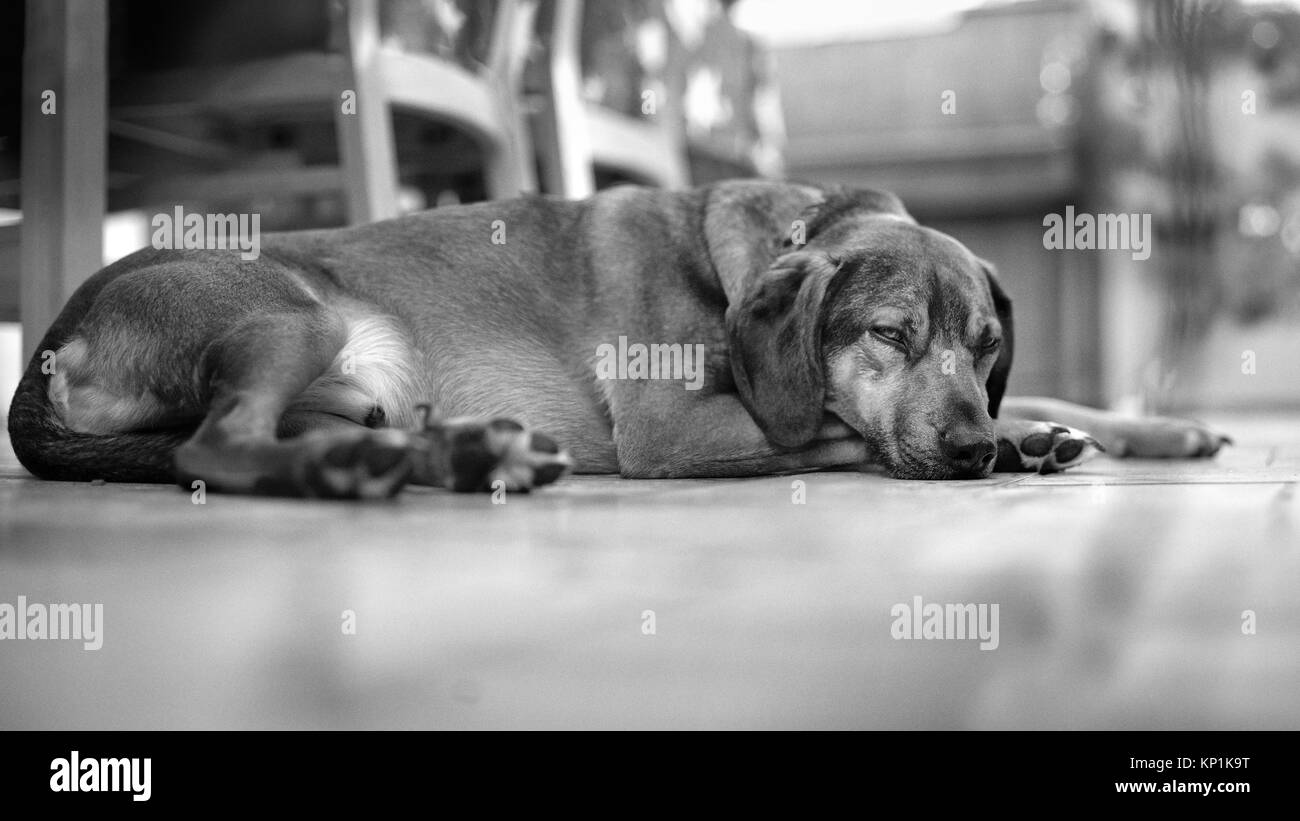 Dog lying down and resting on the ground of house - Black and White ...