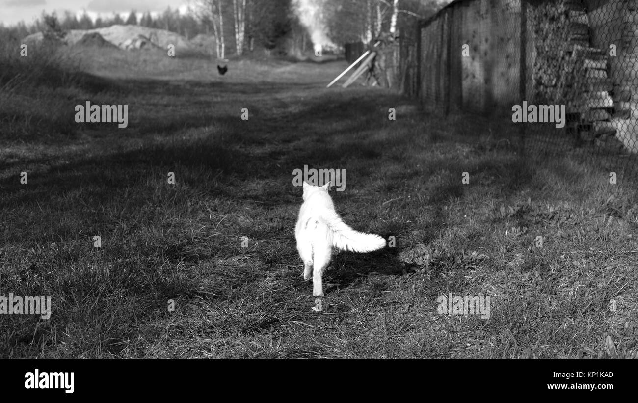 Walking white cat walking on the grass - Black and White Stock Photo ...