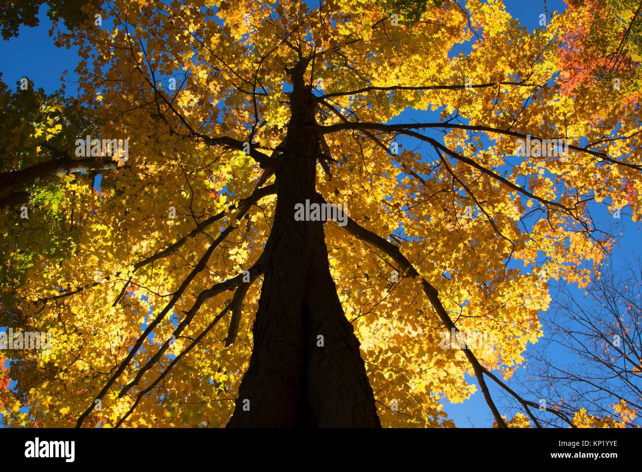 Sugar maple fall foliage, Wolcott Park, West Hartford, Connecticut. Stock Photo