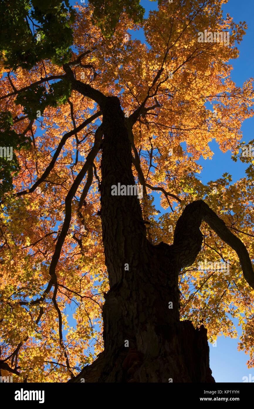 Maple park hires stock photography and images Alamy