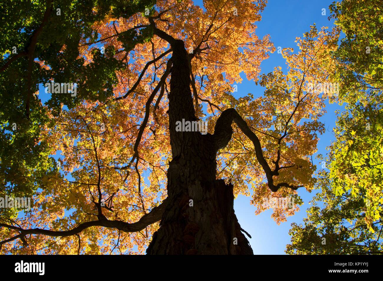 Maple park hires stock photography and images Alamy