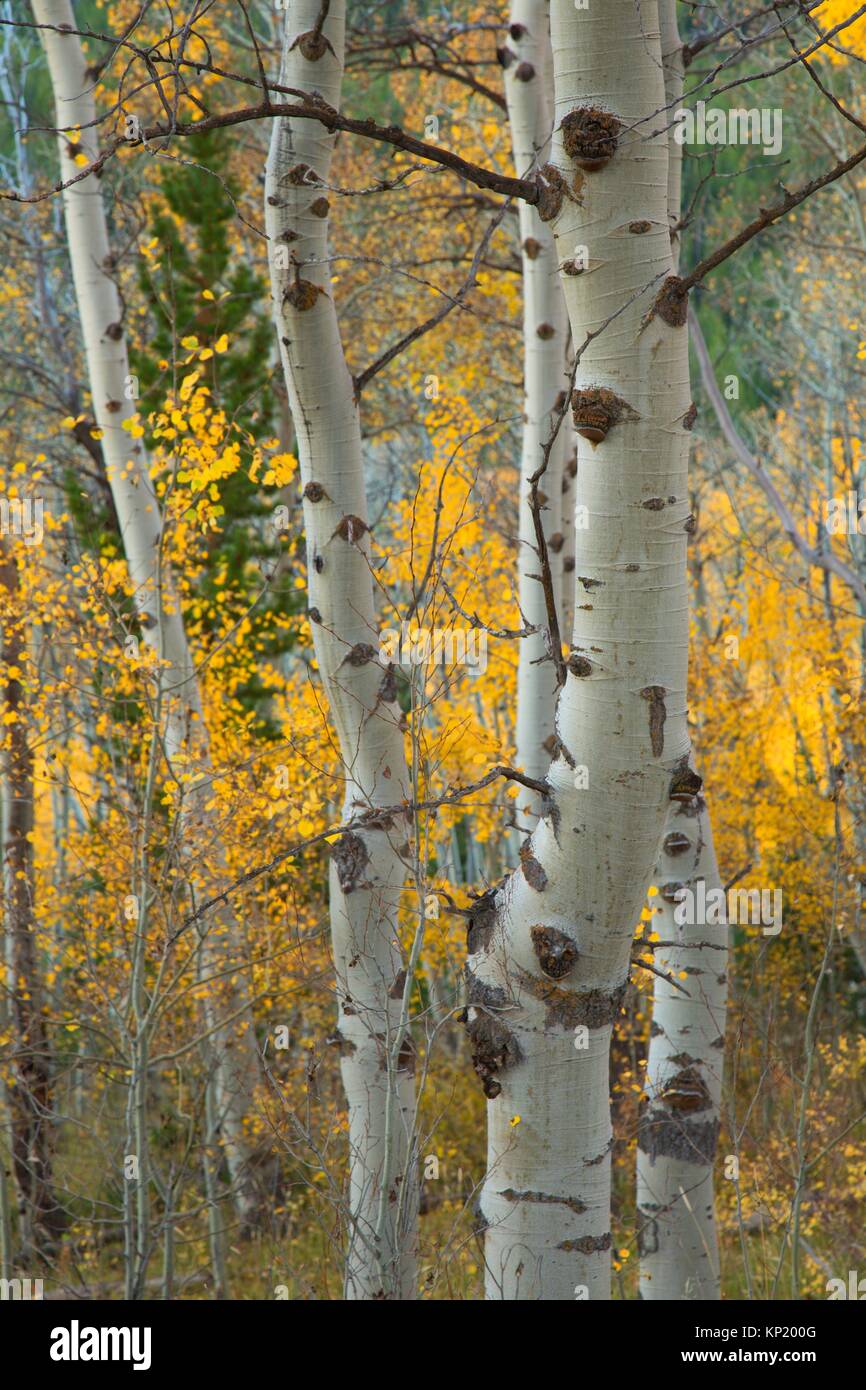 Quaking aspen grove hi-res stock photography and images - Alamy
