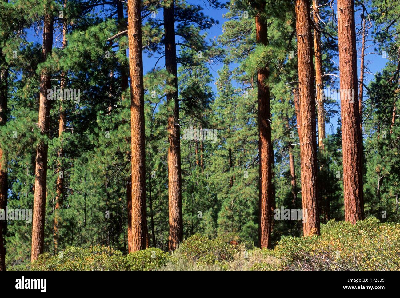 Ponderosa pine (Pinus ponderosa) forest near Camp Sherman, Deschutes National Forest, Oregon. Stock Photo