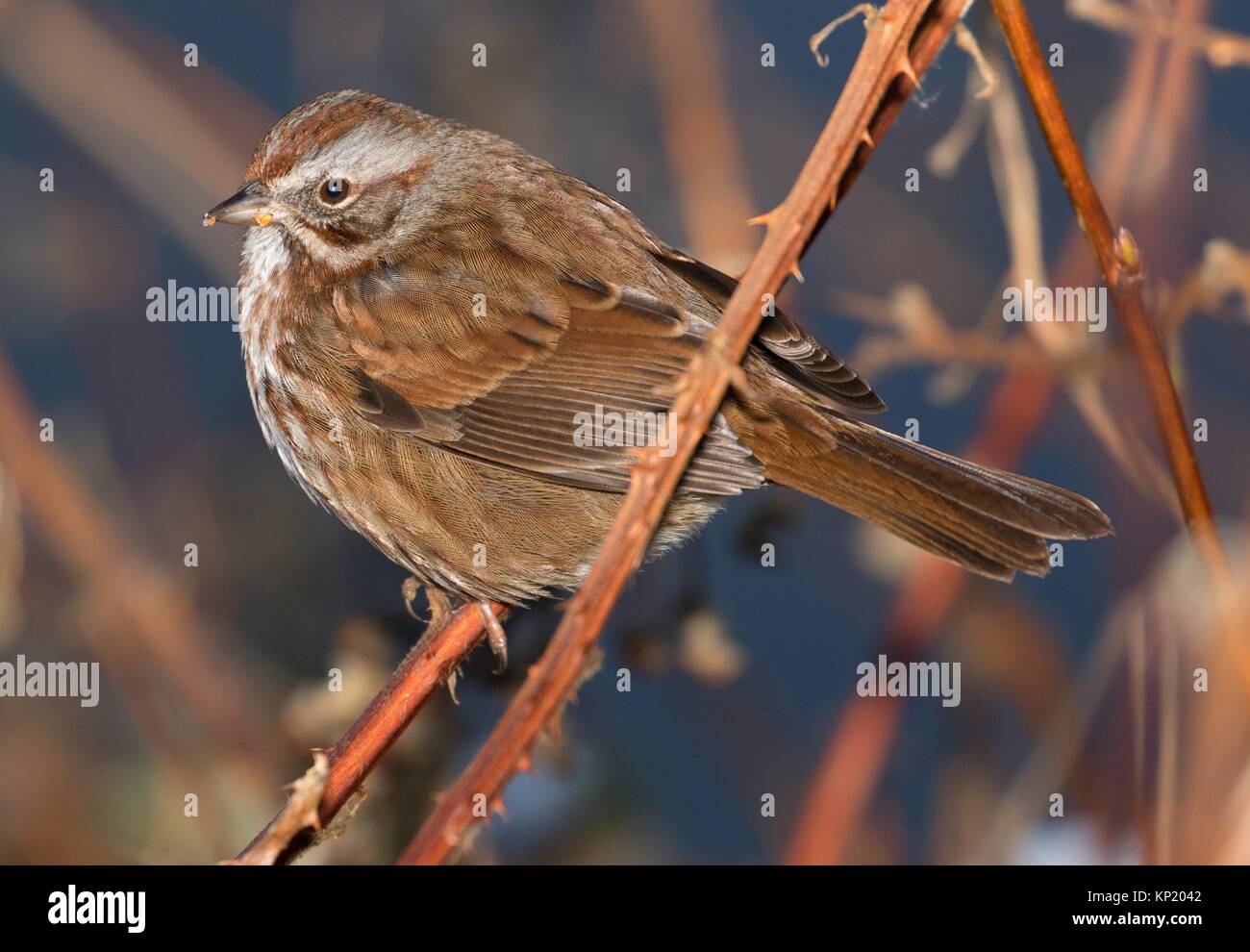 Sparrow, George C Reifel Migratory Bird Sanctuary, British Columbia, Canada. Stock Photo