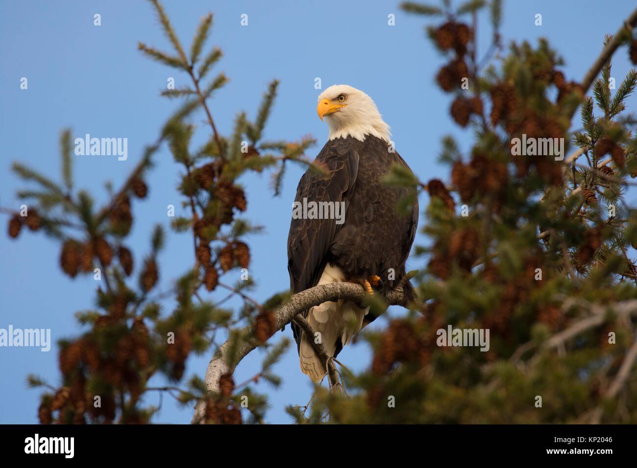 Bald eagle, George C Reifel Migratory Bird Sanctuary, British Columbia, Canada. Stock Photo