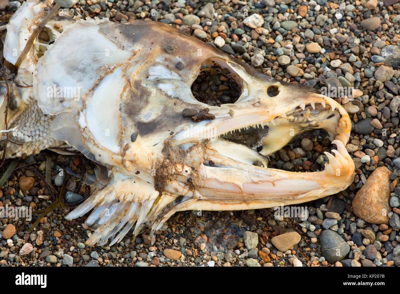 Salmon skeleton along Hood Canal, Potlatch State Park, Washington. Stock Photo