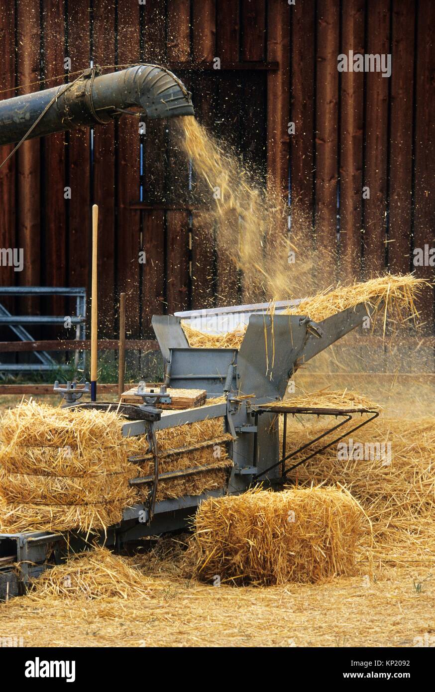 Grain threshing demonstration, Historic Hanley Farm, Jackson County, Oregon. Stock Photo