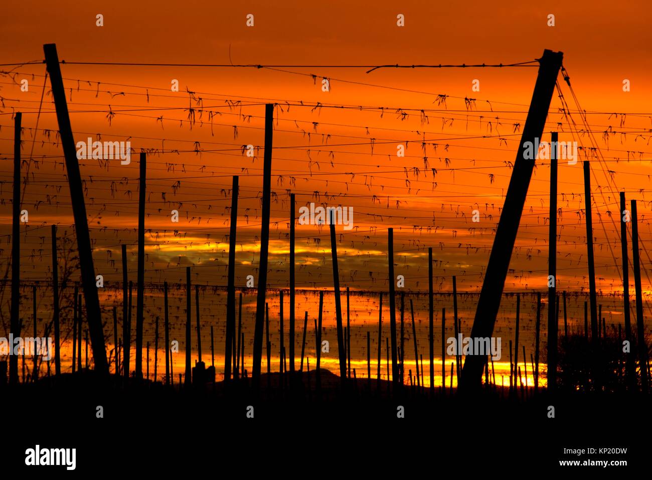 Hops field sunrise, Marion County, Oregon. Stock Photo
