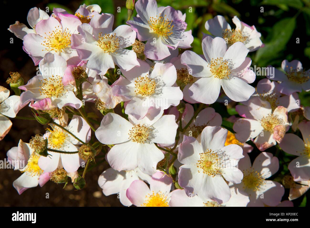 Rose, Heirloom Roses, St Paul, Oregon Stock Photo Alamy