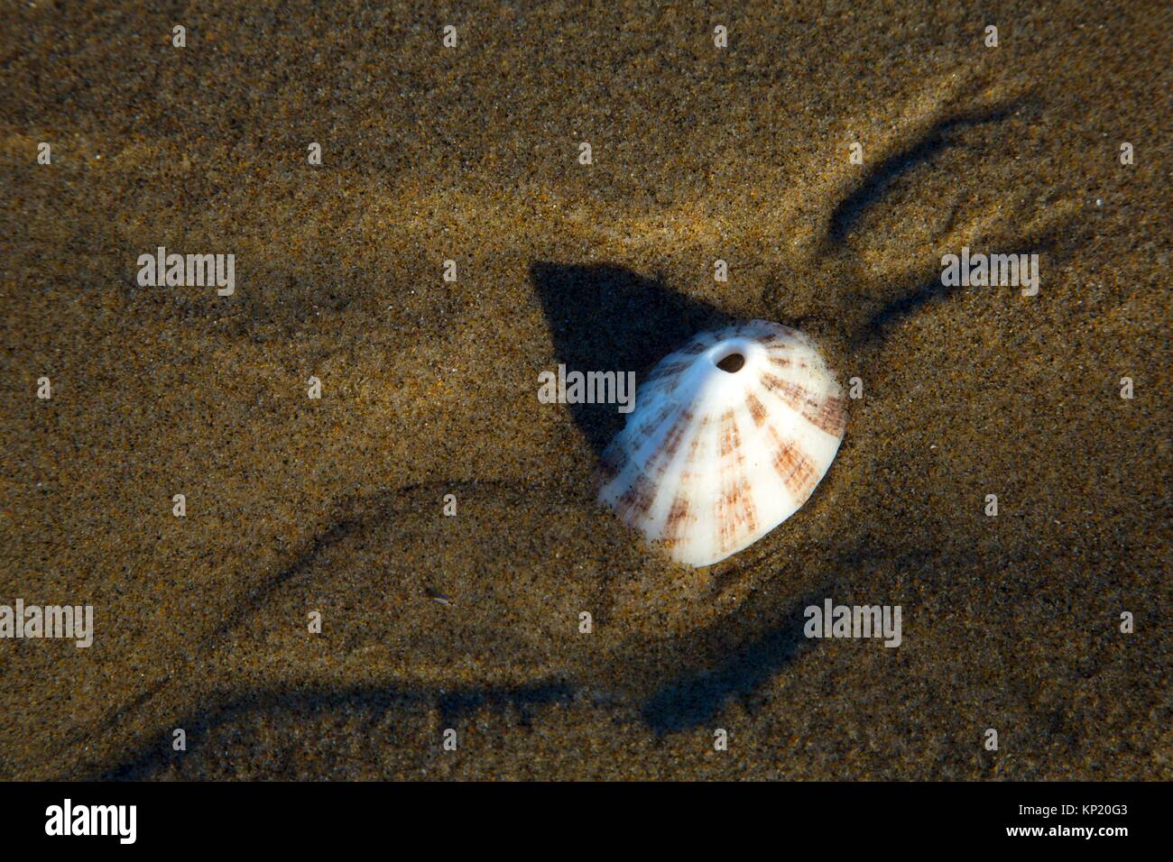 Limpet shell, Bayocean Peninsula, Tillamook County, Oregon. Stock Photo
