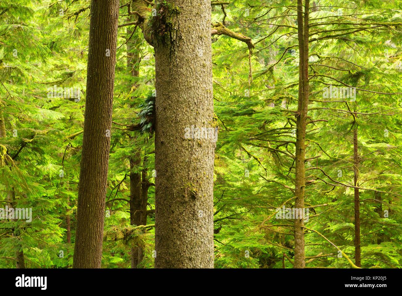 Sitka spruce (Picea sitchensis) forest along Cape Falcon Trail (Oregon Coast Trail), Oswald West State Park, Oregon. Stock Photo
