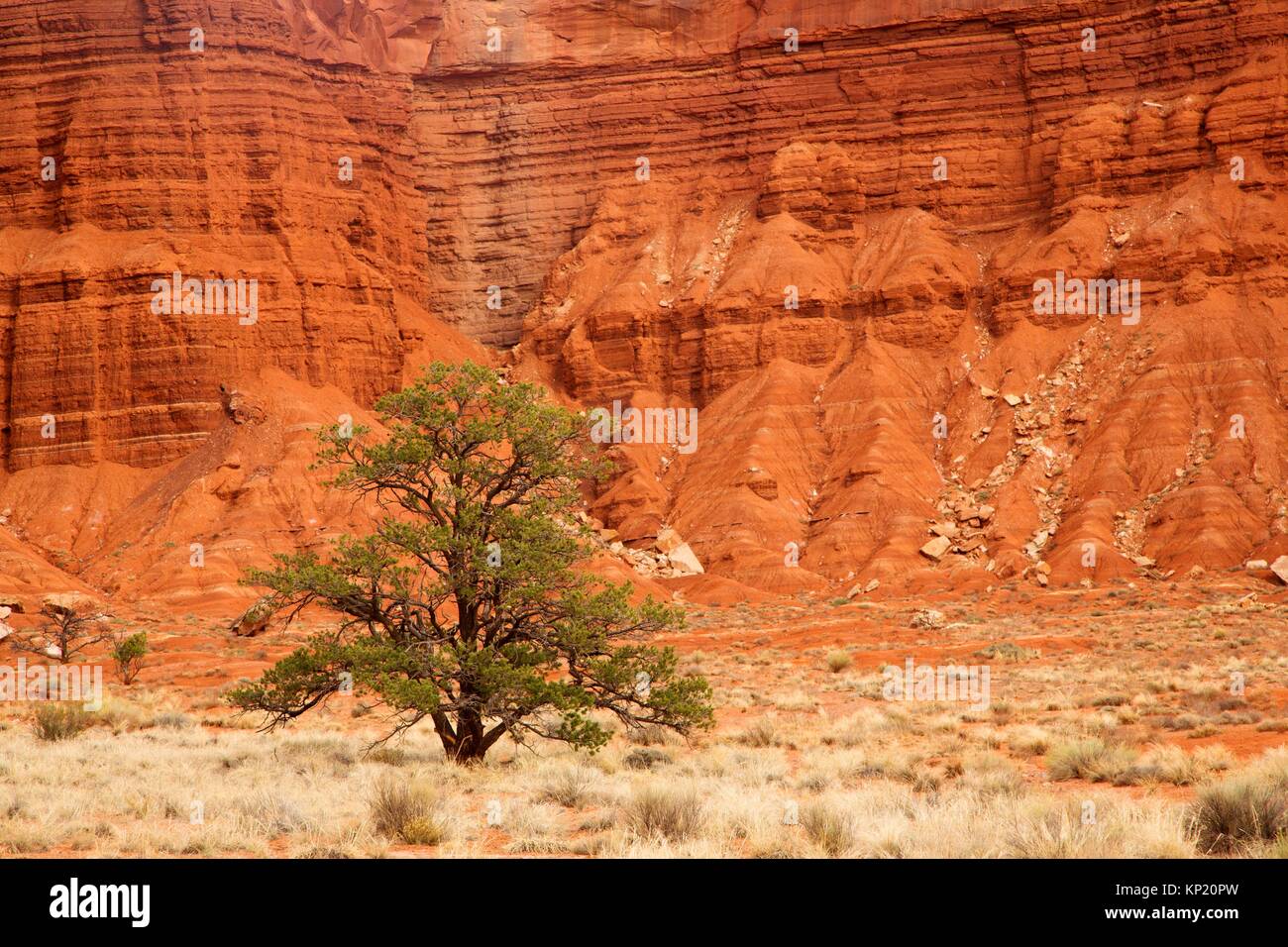 Pinyon pine along Chimney Rock Trail, Capitol Reef National Park, Utah. Stock Photo