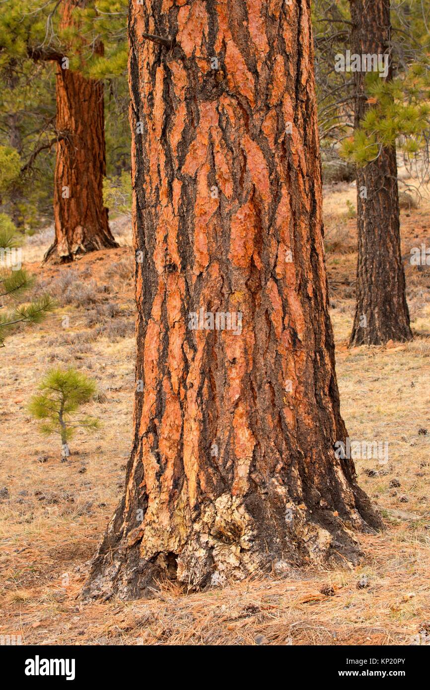 Ponderosa pine, Dixie National Forest, Highway 12 Scenic Byway, Utah. Stock Photo