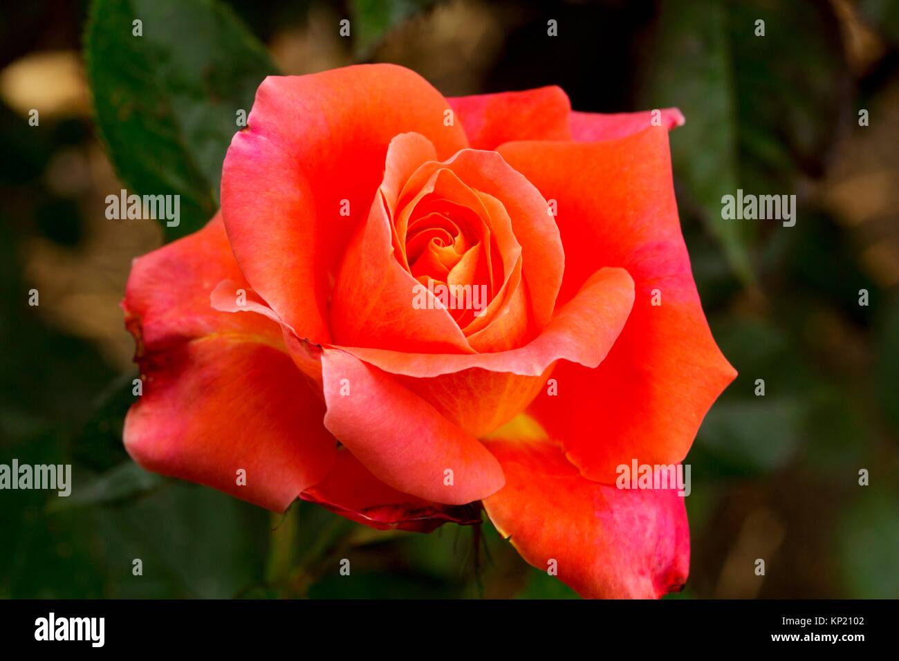 The Quest rose, Heirloom Roses, St Paul, Oregon. Stock Photo