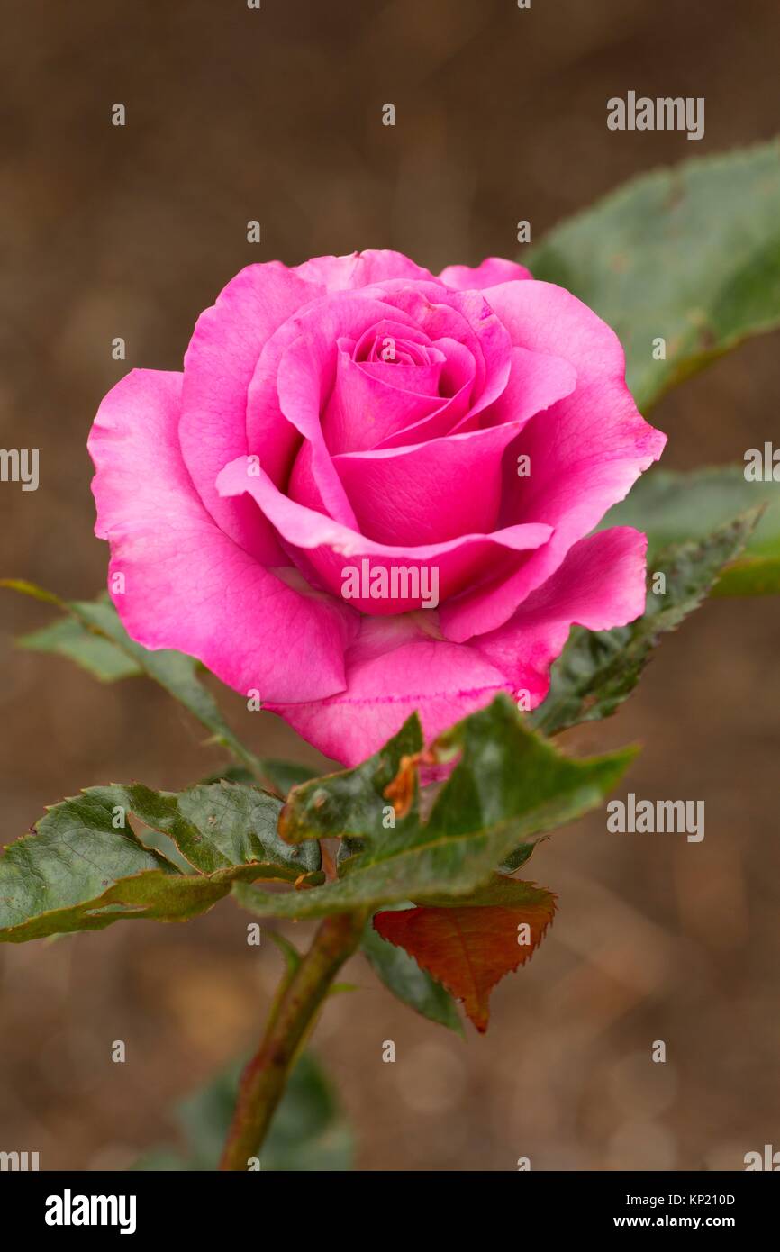 Love Potion rose, Heirloom Roses, St Paul, Oregon. Stock Photo