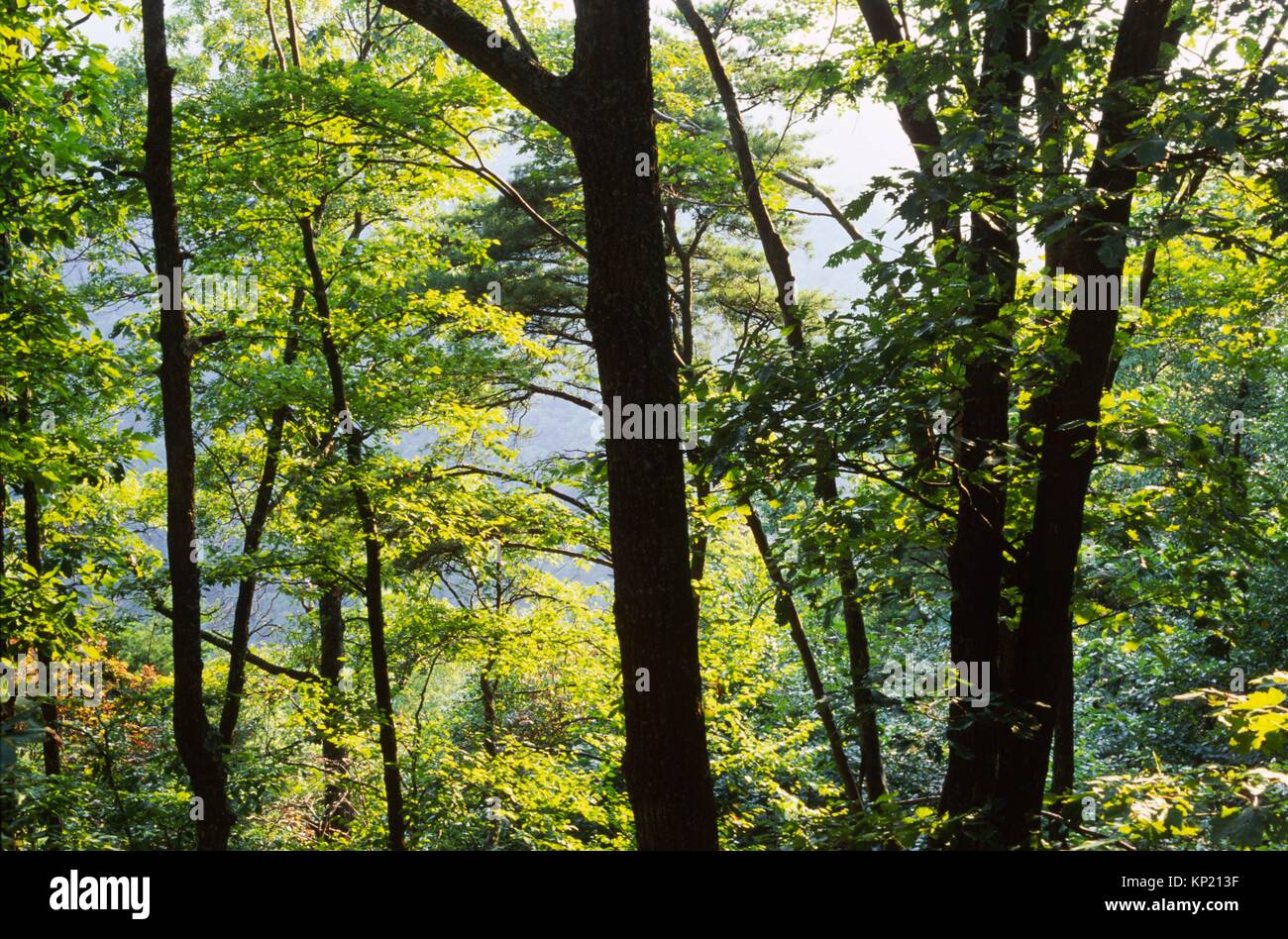 Forest, Cumberland Gap National Historical Park, Virginia. Stock Photo