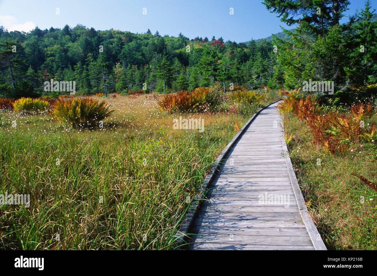 Flag Glade, Highlands Scenic Highway, Cranberry Glades Botanical Area