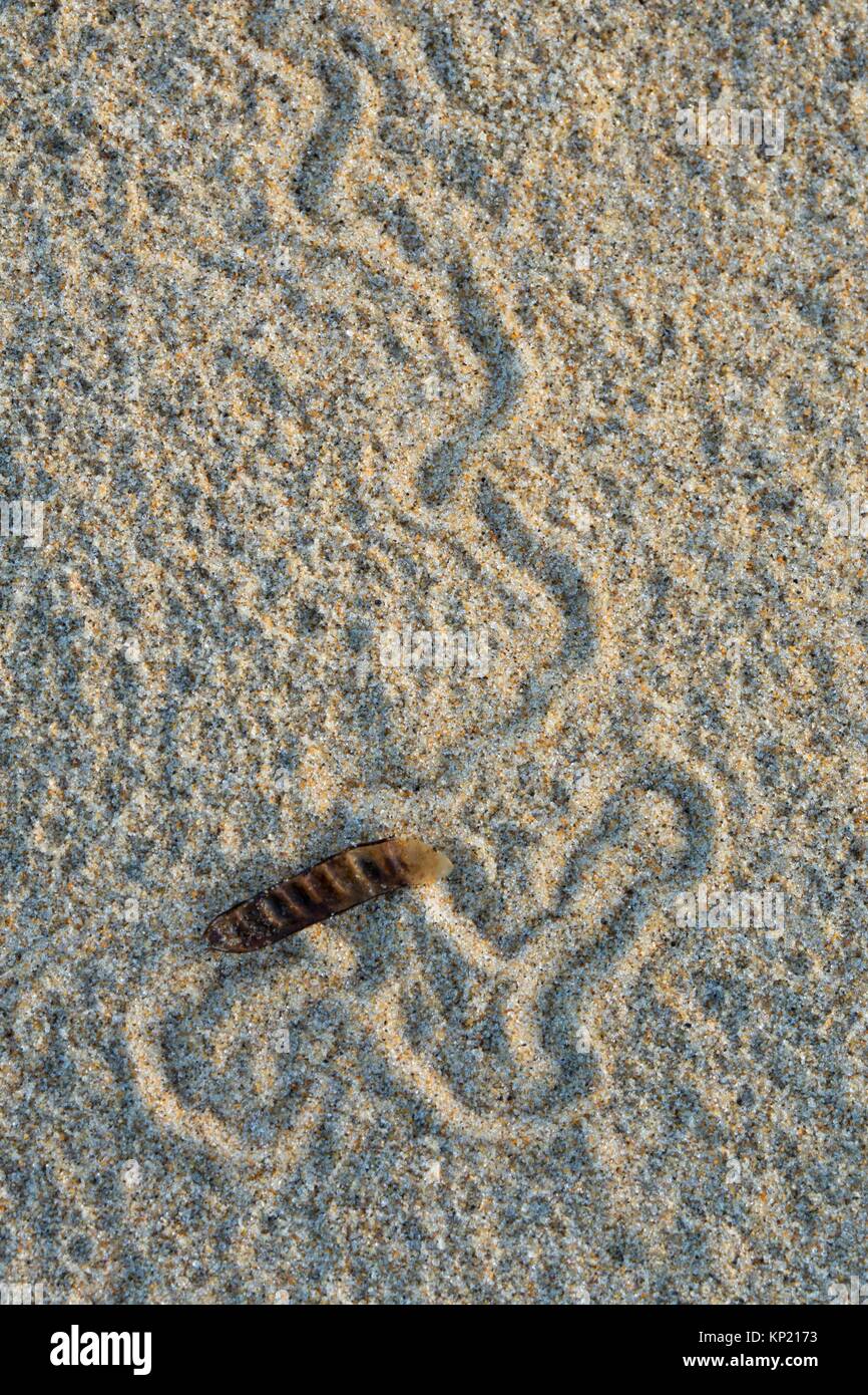 Insect tract along Carter Dune Trail, Oregon Dunes National Recreation Area, Oregon. Stock Photo