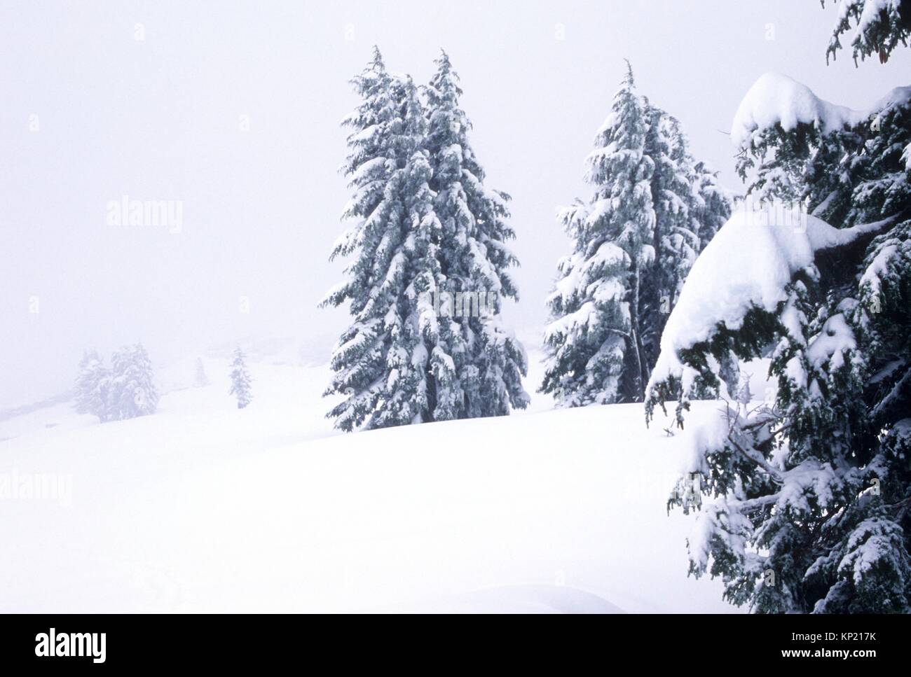 Mountain hemlock in winter at Timberline, Mt Hood National Forest