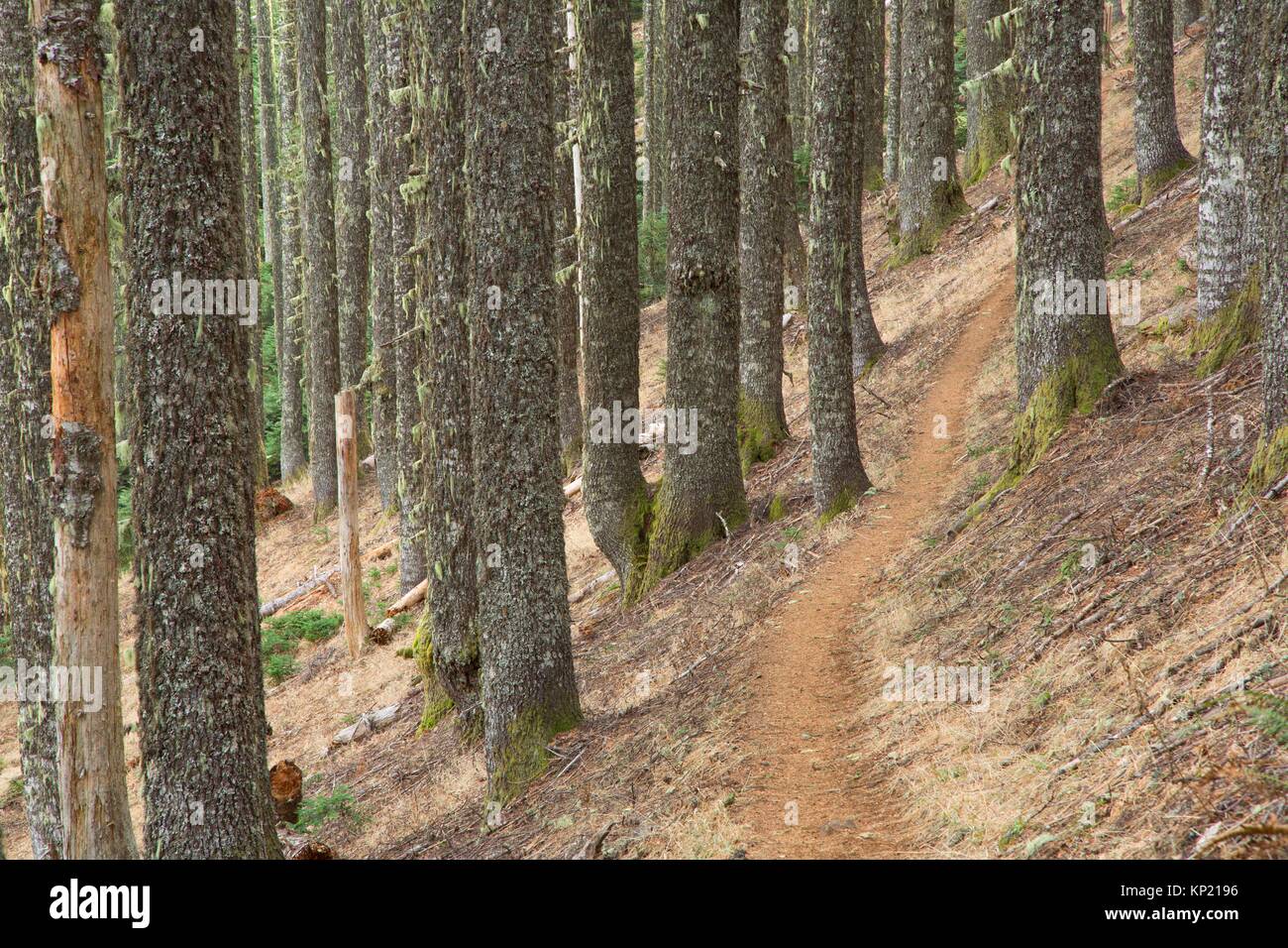 East Ridge Trail, Marys Peak Scenic Botanical Area, Siuslaw National