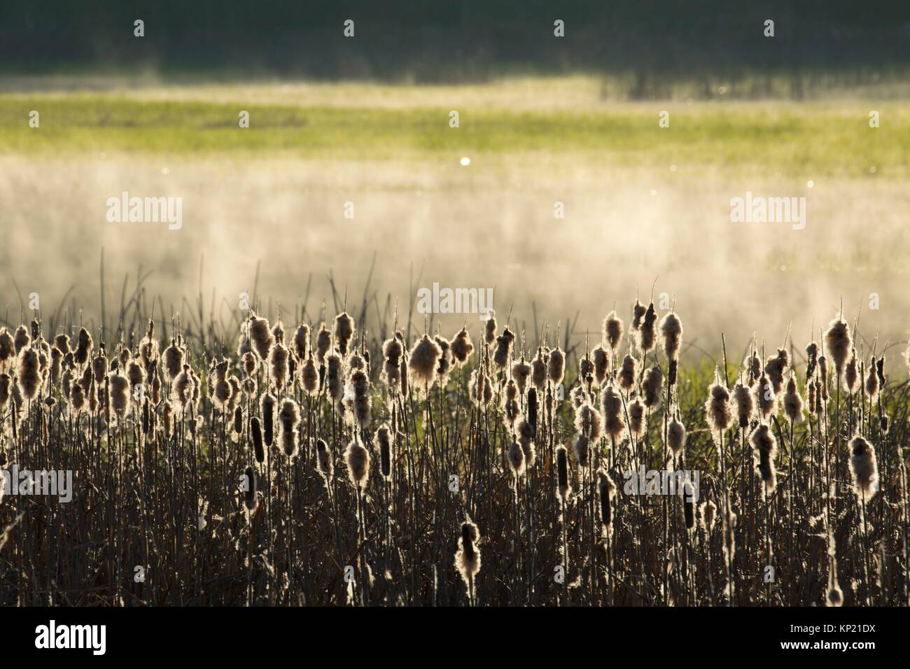 Fern ridge lake, oregon hires stock photography and images Alamy