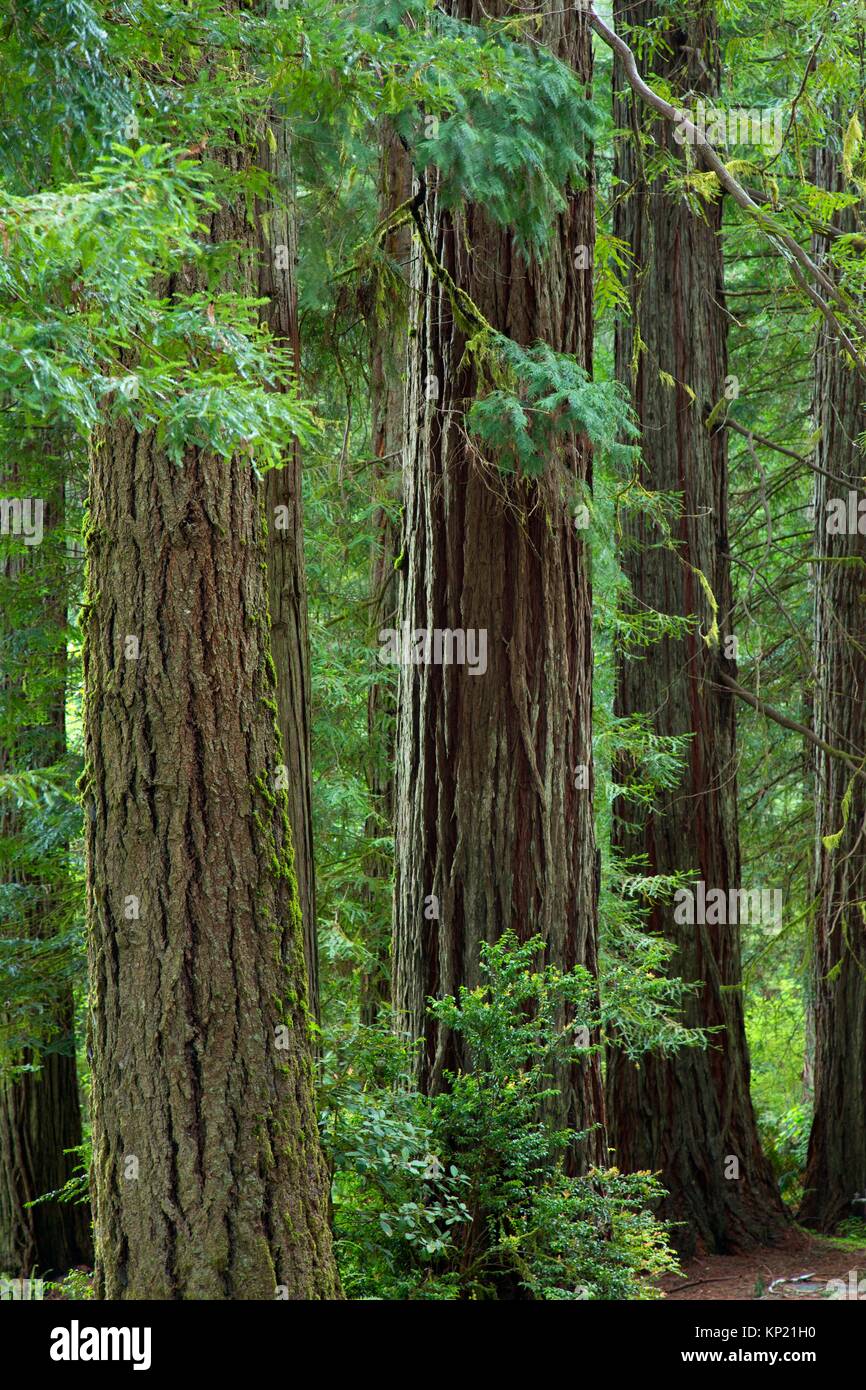 Coast redwood (Sequoia sempervirens) forest, Jedediah Smith Redwoods State Park, Redwood National Park, California. Stock Photo