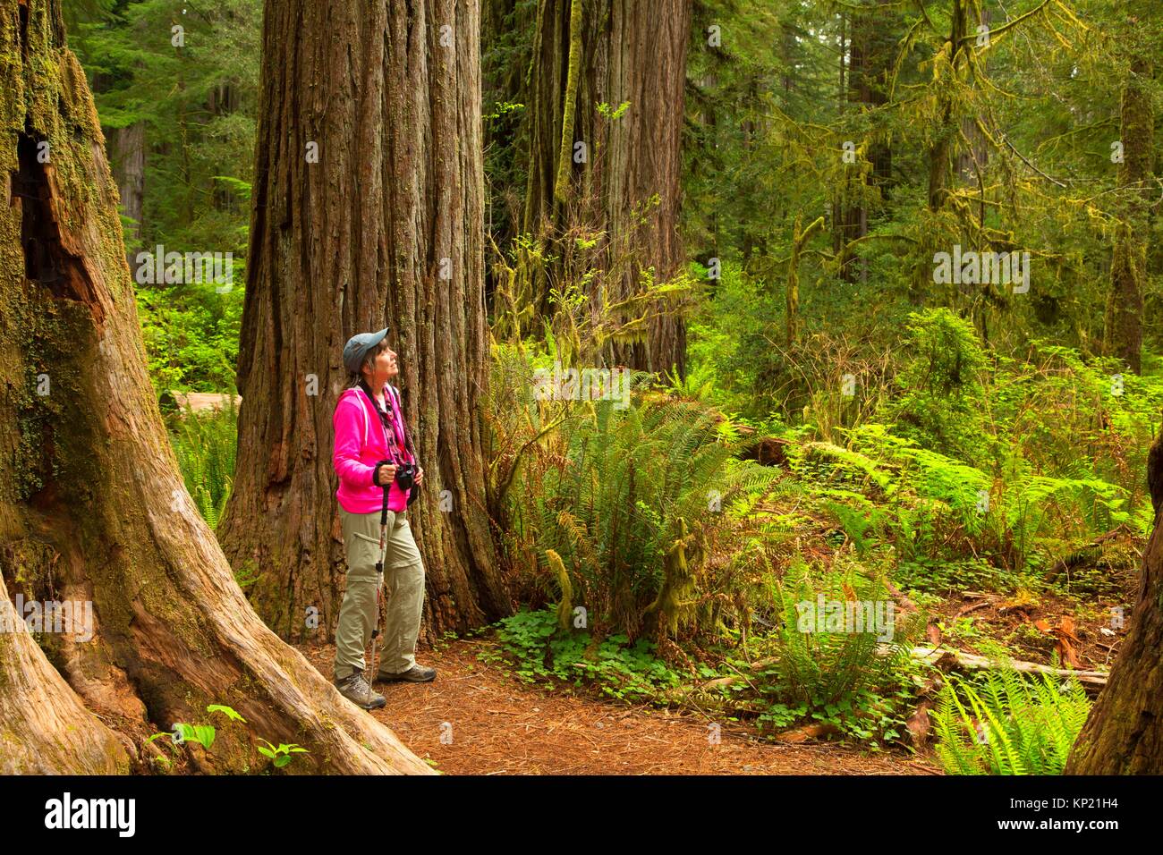 Hiker in Coast redwood (Sequoia sempervirens) forest along Simpson-Reed Discovery Trail, Jedediah Smith Redwoods State Park, Redwood National Park, Stock Photo