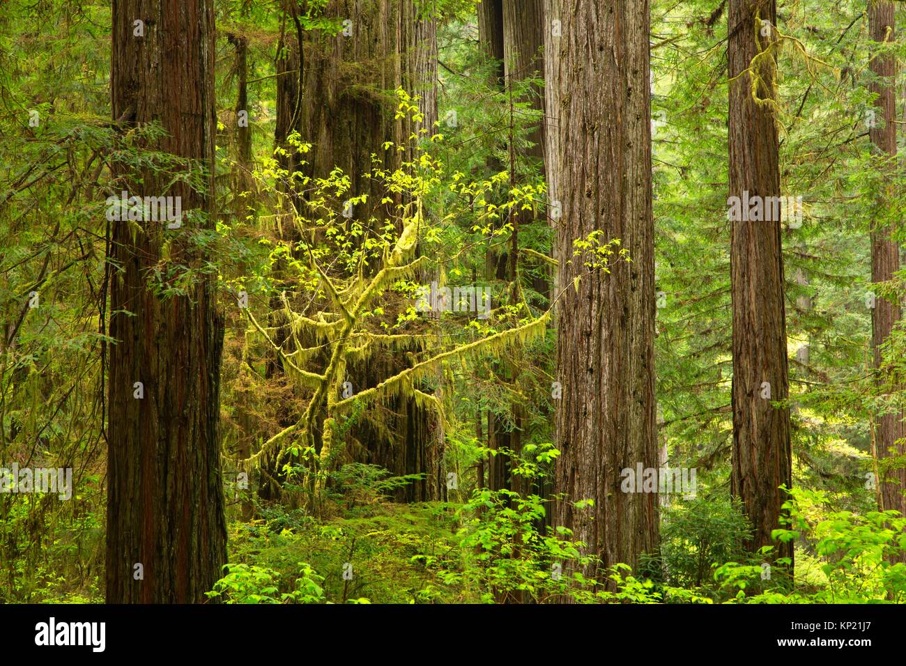 Coast redwood (Sequoia sempervirens) forest, Prairie Creek Redwoods State Park, Redwood National Park, California. Stock Photo