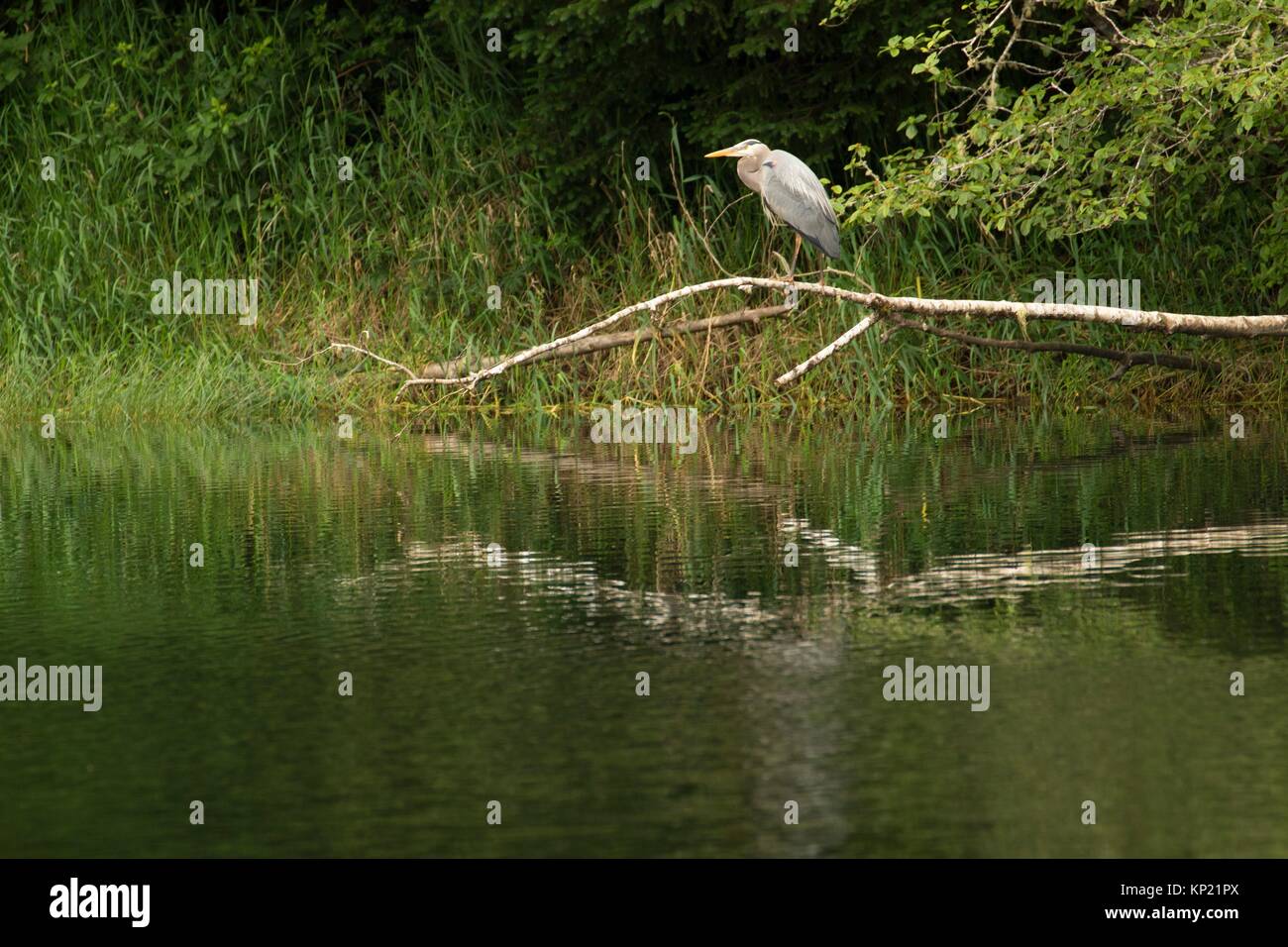 Big heron hires stock photography and images Alamy