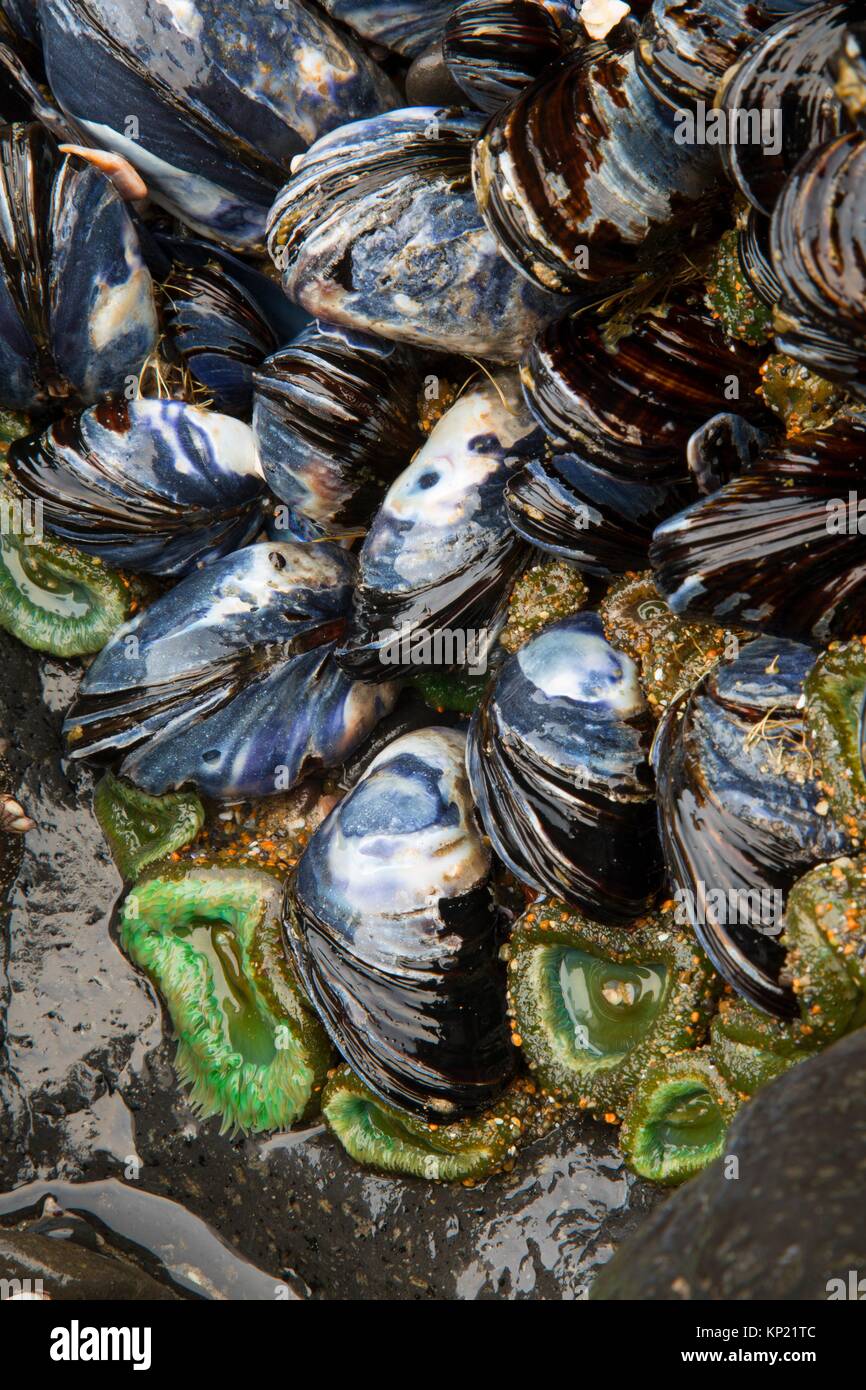 Giant Mussel High Resolution Stock Photography and Images Alamy