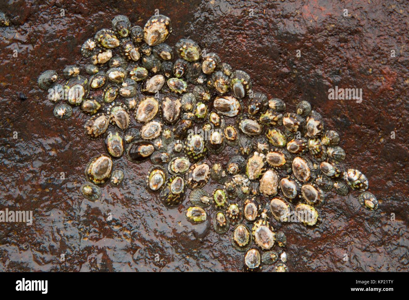 Limpets, Yachats State Park, Oregon. Stock Photo